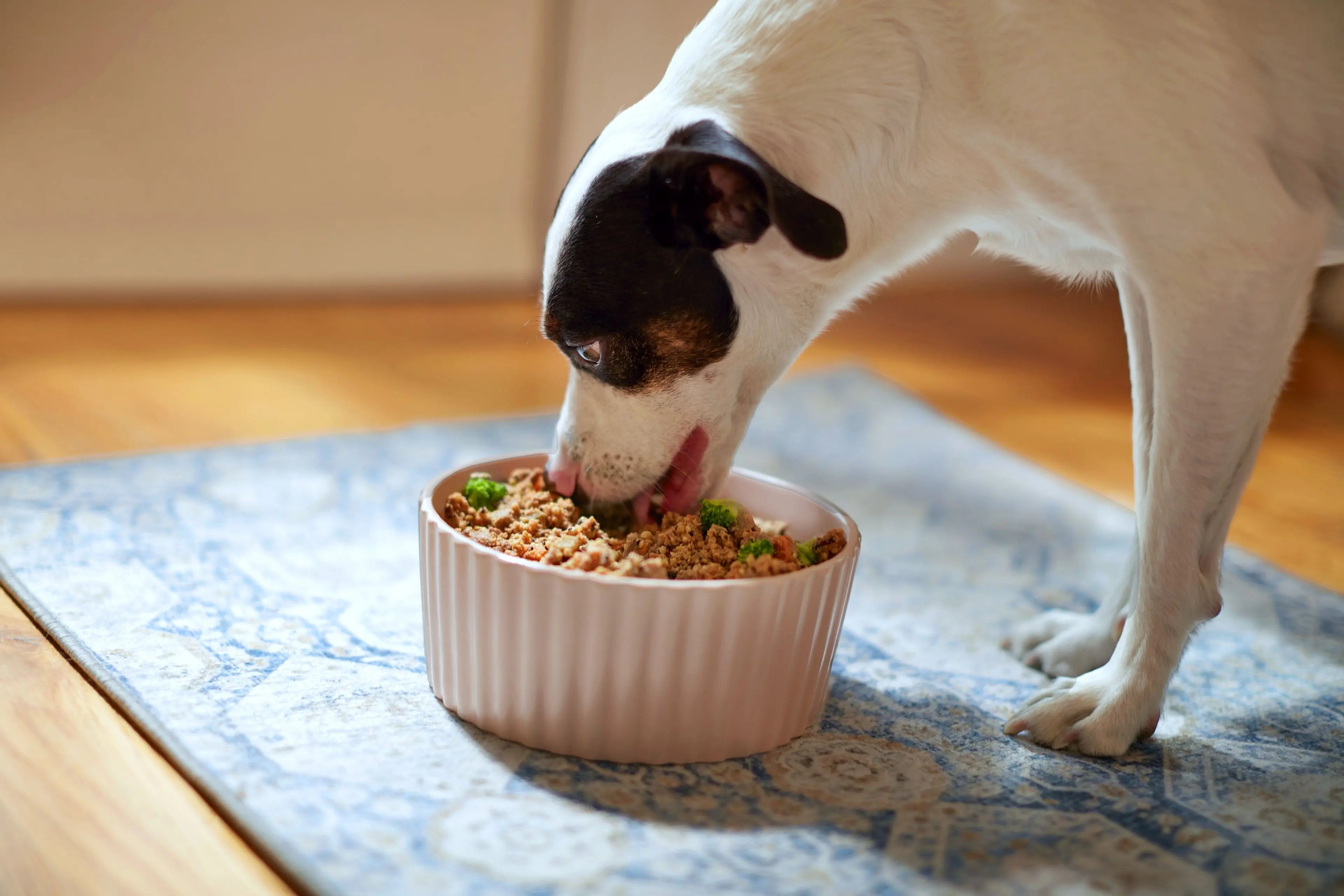 Dog Food