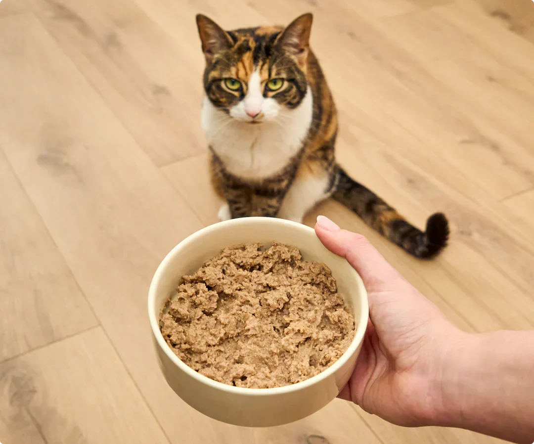Cat Food